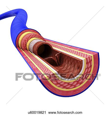 Clip Art - Human vein, artwork. Fotosearch