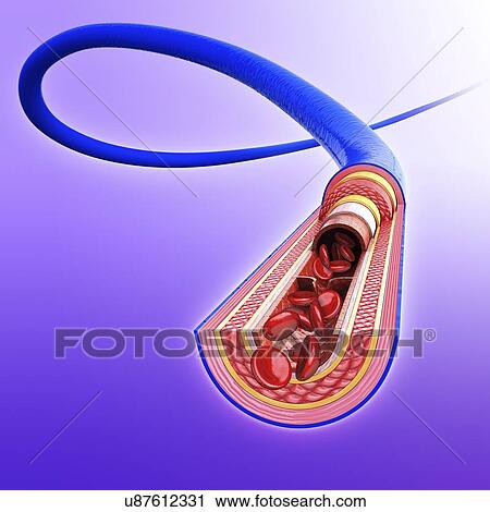 Human vein, artwork View Large Illustration Clip Art - Human vein, artwork. Fotosearch