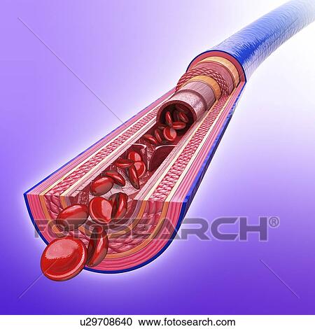 Human vein, artwork View Large Illustration Clipart - Human vein, artwork. Fotosearch