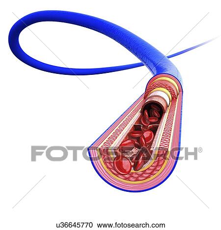 Clipart - Human vein, artwork. Fotosearch
