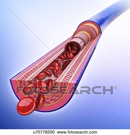 Clipart - Human vein, artwork. Fotosearch