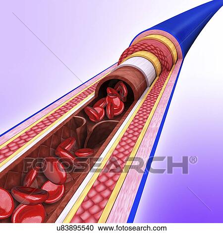 Human vein, artwork View Large Illustration Clipart - Human vein, artwork. Fotosearch