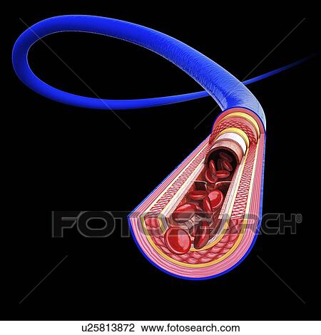 Human vein, artwork View Large Illustration Drawing - Human vein, artwork. Fotosearch