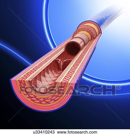 Drawing - Human vein, artwork. Fotosearch