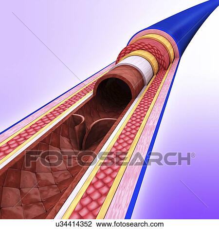 Human vein, artwork View Large Illustration Drawing - Human vein, artwork. Fotosearch