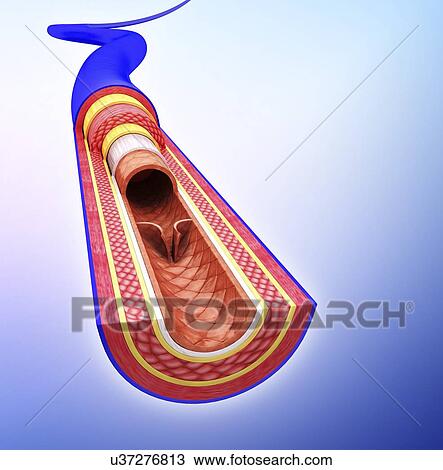 Human vein, artwork View Large Illustration Drawing - Human vein, artwork. Fotosearch