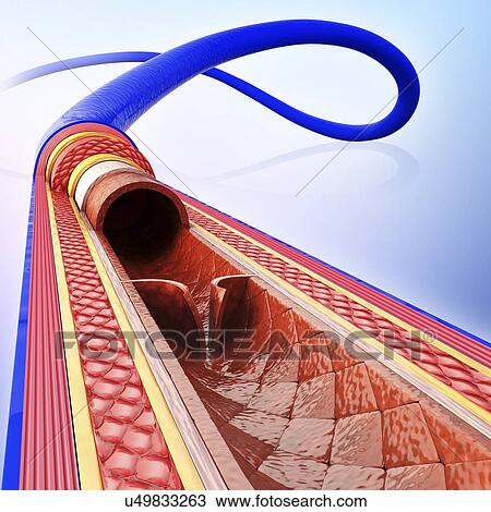 Drawing - Human vein, artwork. Fotosearch