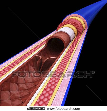 Drawing - Human vein, artwork. Fotosearch