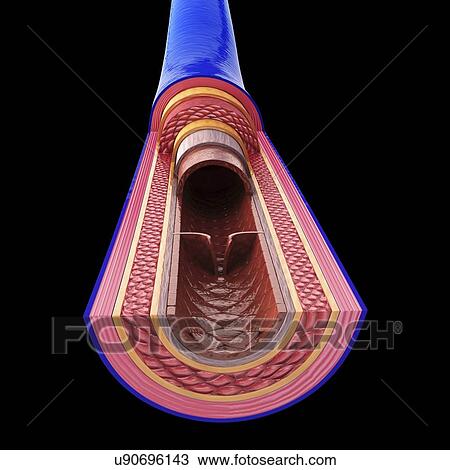 Human vein, artwork View Large Illustration Drawing - Human vein, artwork. Fotosearch