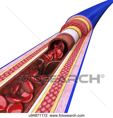Drawing - Human vein, artwork. Fotosearch