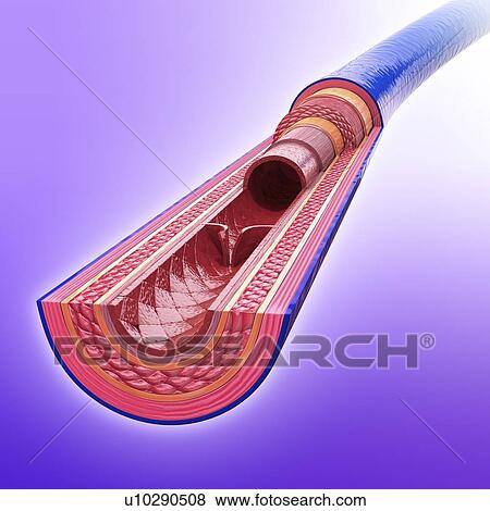 Human vein, artwork View Large Illustration Stock Illustration - Human vein, artwork. Fotosearch