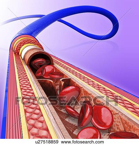 Stock Illustration - Human vein, artwork. Fotosearch