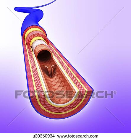 Stock Illustration - Human vein, artwork. Fotosearch