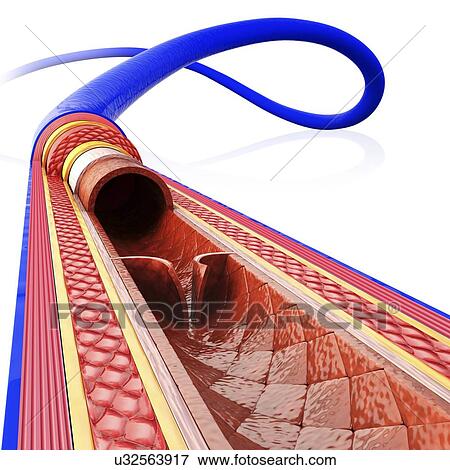 Human vein, artwork View Large Illustration Stock Illustration - Human vein, artwork. Fotosearch