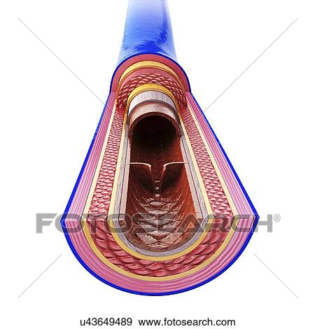 Stock Illustration - Human vein, artwork. Fotosearch