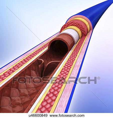 Stock Illustration - Human vein, artwork. Fotosearch