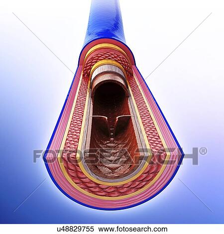 Stock Illustration - Human vein, artwork. Fotosearch