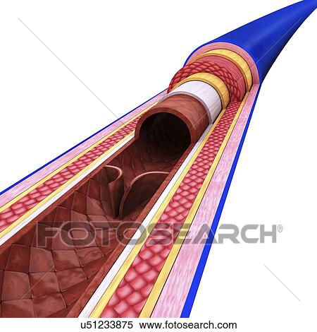 Human vein, artwork View Large Illustration Stock Illustration - Human vein, artwork. Fotosearch