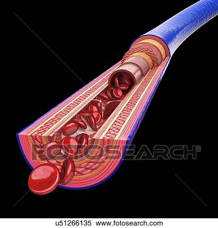 Human vein, artwork View Large Illustration Stock Illustration - Human vein, artwork. Fotosearch