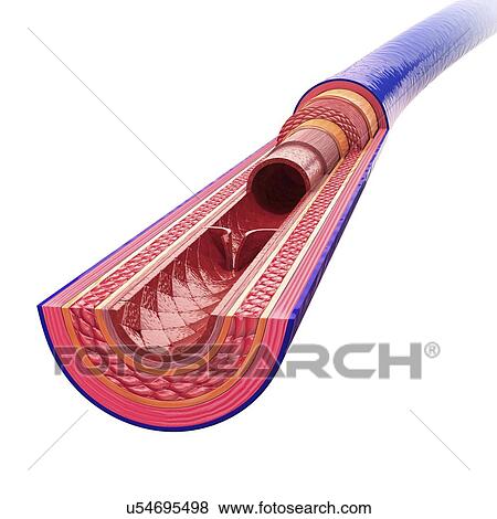 Human vein, artwork View Large Illustration Stock Illustration - Human vein, artwork. Fotosearch
