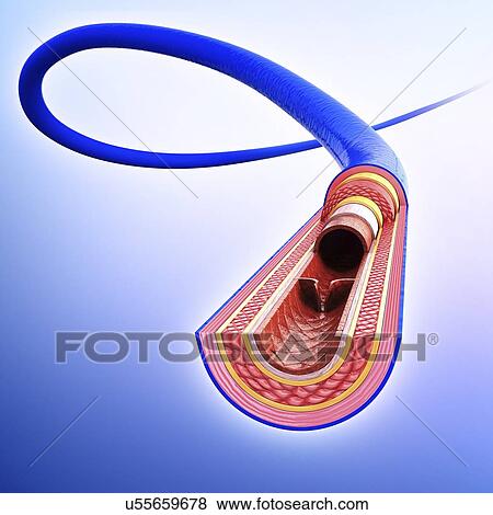 Stock Illustration of Human vein, artwork u55659678 - Search EPS Clip