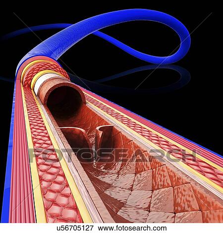 Human vein, artwork View Large Illustration Stock Illustration - Human vein, artwork. Fotosearch