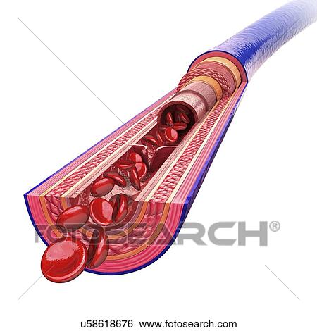 Stock Illustration - Human vein, artwork. Fotosearch