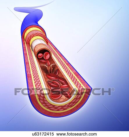 Stock Illustration - Human vein, artwork. Fotosearch