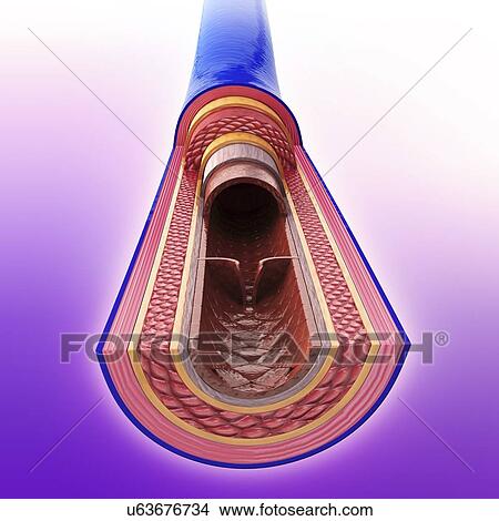 Human vein, artwork View Large Illustration Stock Illustration - Human vein, artwork. Fotosearch