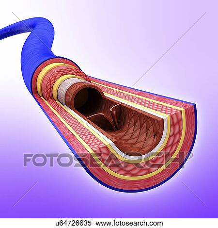Stock Illustration - Human vein, artwork. Fotosearch