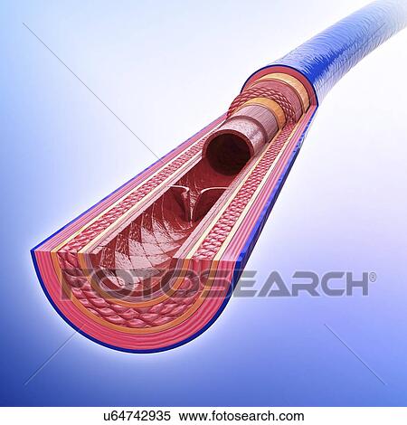 Human vein, artwork View Large Illustration Stock Illustration - Human vein, artwork. Fotosearch