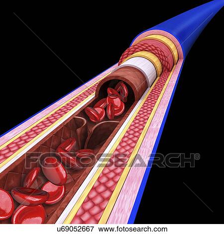 Stock Illustration - Human vein, artwork. Fotosearch