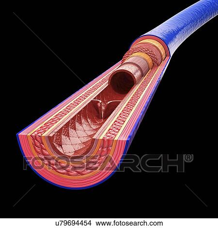 Human vein, artwork View Large Illustration Stock Illustration - Human vein, artwork. Fotosearch