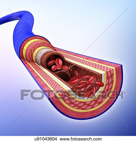 Stock Illustration - Human vein, artwork. Fotosearch