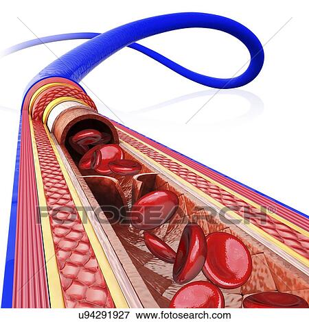 Stock Illustration - Human vein, artwork. Fotosearch