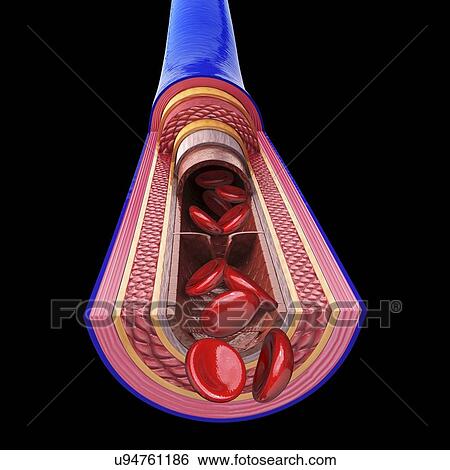 Human vein, artwork View Large Illustration Stock Illustration - Human vein, artwork. Fotosearch