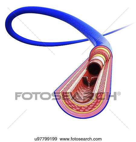 Stock Illustration - Human vein, artwork. Fotosearch