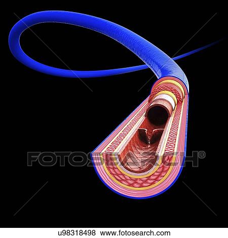 Human vein, artwork View Large Illustration Stock Illustration - Human vein, artwork. Fotosearch