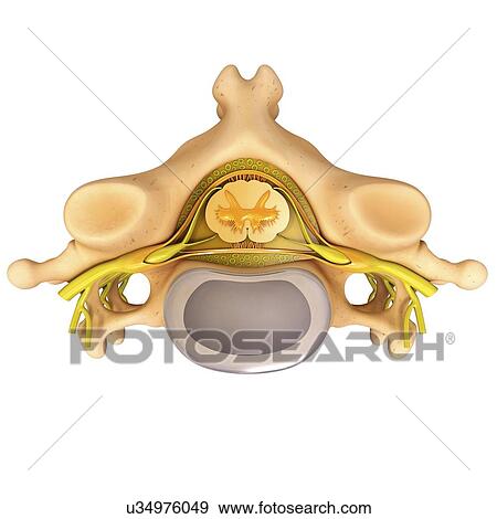 Stock Illustration - Human vertebra, artwork. Fotosearch