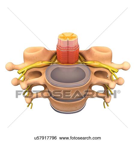 Stock Illustration - Human vertebra, artwork. Fotosearch