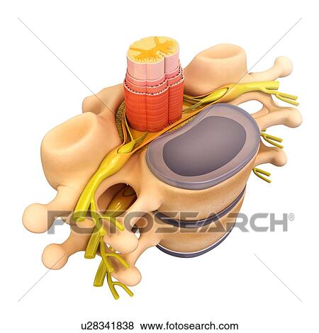Human vertebrae, artwork View Large Illustration Stock Illustration - Human vertebrae, artwork. Fotosearch