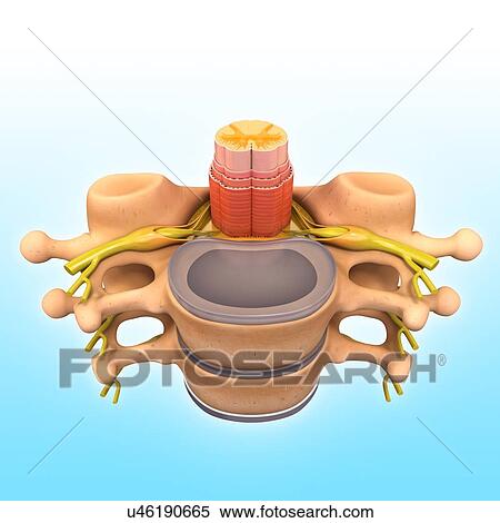Stock Illustration - Human vertebrae, artwork. Fotosearch