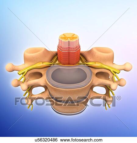 Stock Illustration - Human vertebrae, artwork. Fotosearch
