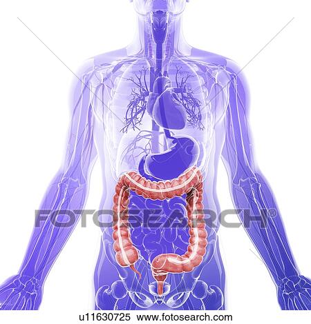 Large intestine, artwork View Large Illustration Stock Illustration - Large intestine, artwork. Fotosearch