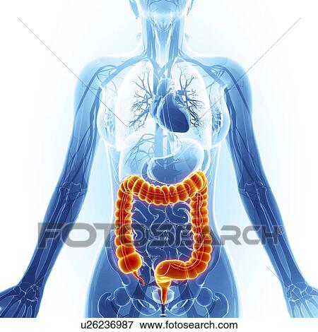 Large intestine, artwork View Large Illustration Stock Illustration - Large intestine, artwork. Fotosearch