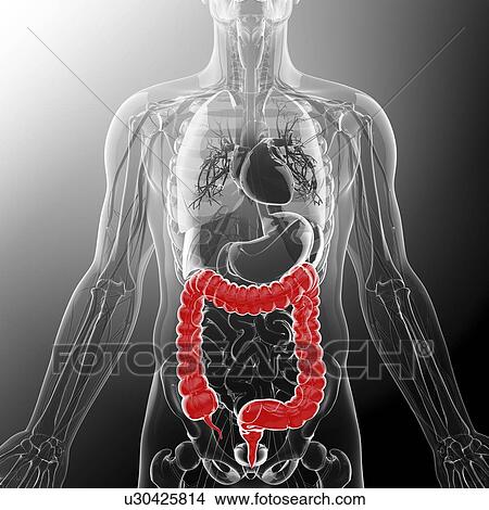 Large intestine, artwork View Large Illustration Stock Illustration - Large intestine, artwork. Fotosearch