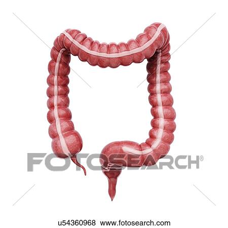 Large intestine, artwork View Large Illustration Stock Illustration - Large intestine, artwork. Fotosearch