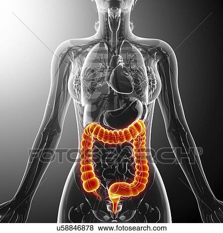 Large intestine, artwork View Large Illustration Stock Illustration - Large intestine, artwork. Fotosearch