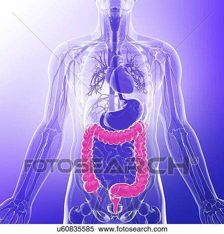 Large intestine, artwork View Large Illustration Stock Illustration - Large intestine, artwork. Fotosearch