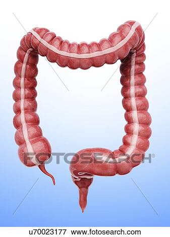 Large intestine, artwork View Large Illustration Stock Illustration - Large intestine, artwork. Fotosearch